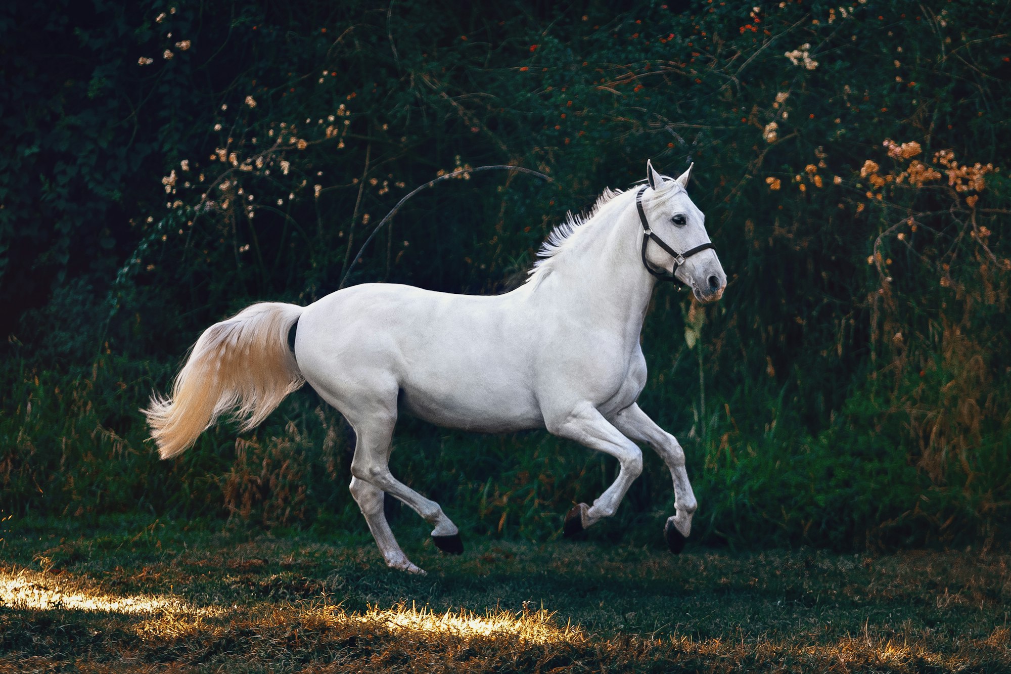 Rider on horseback at dusk